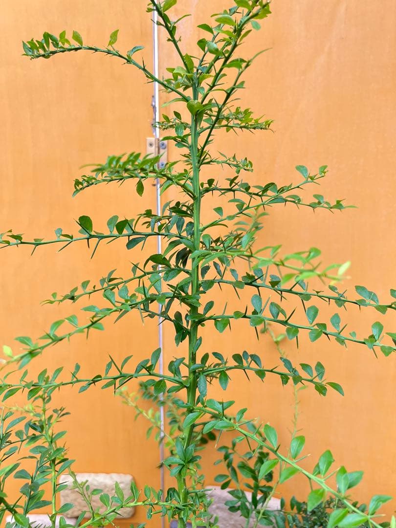 フィンガーライム２点セット　Ｇ