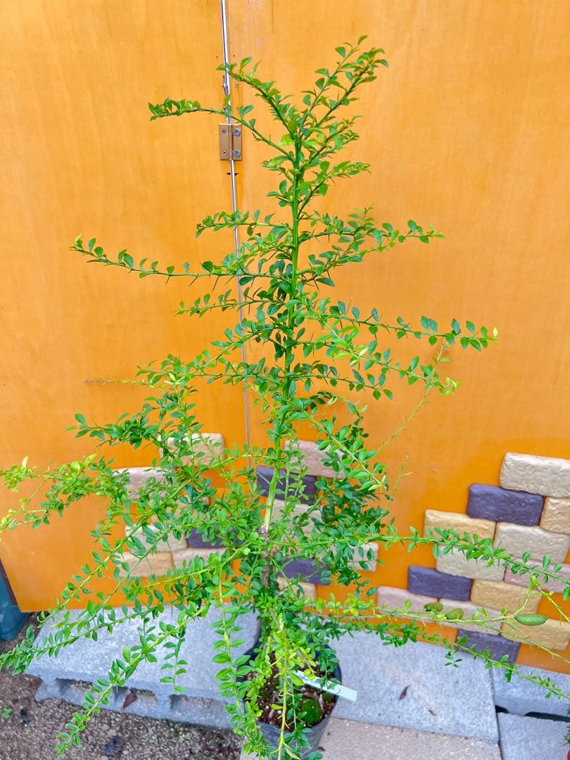 フィンガーライム２点セット　Ｇ