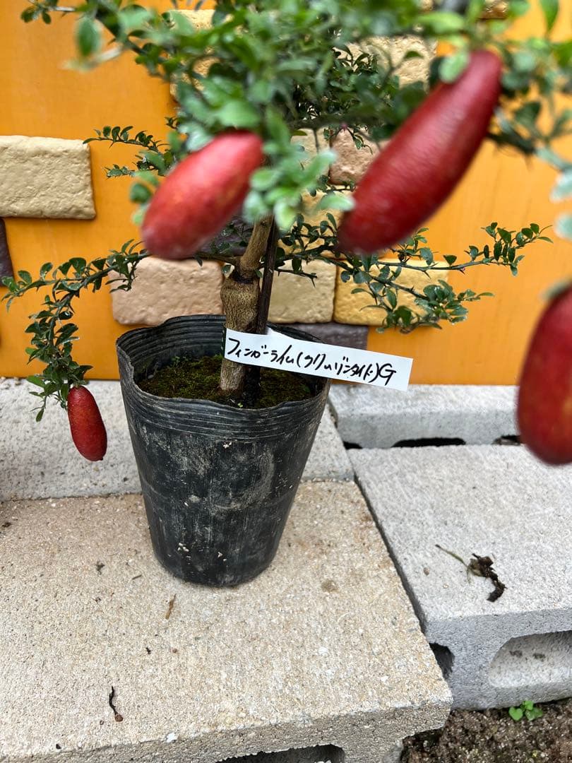 フィンガーライム２点セット　Ｇ