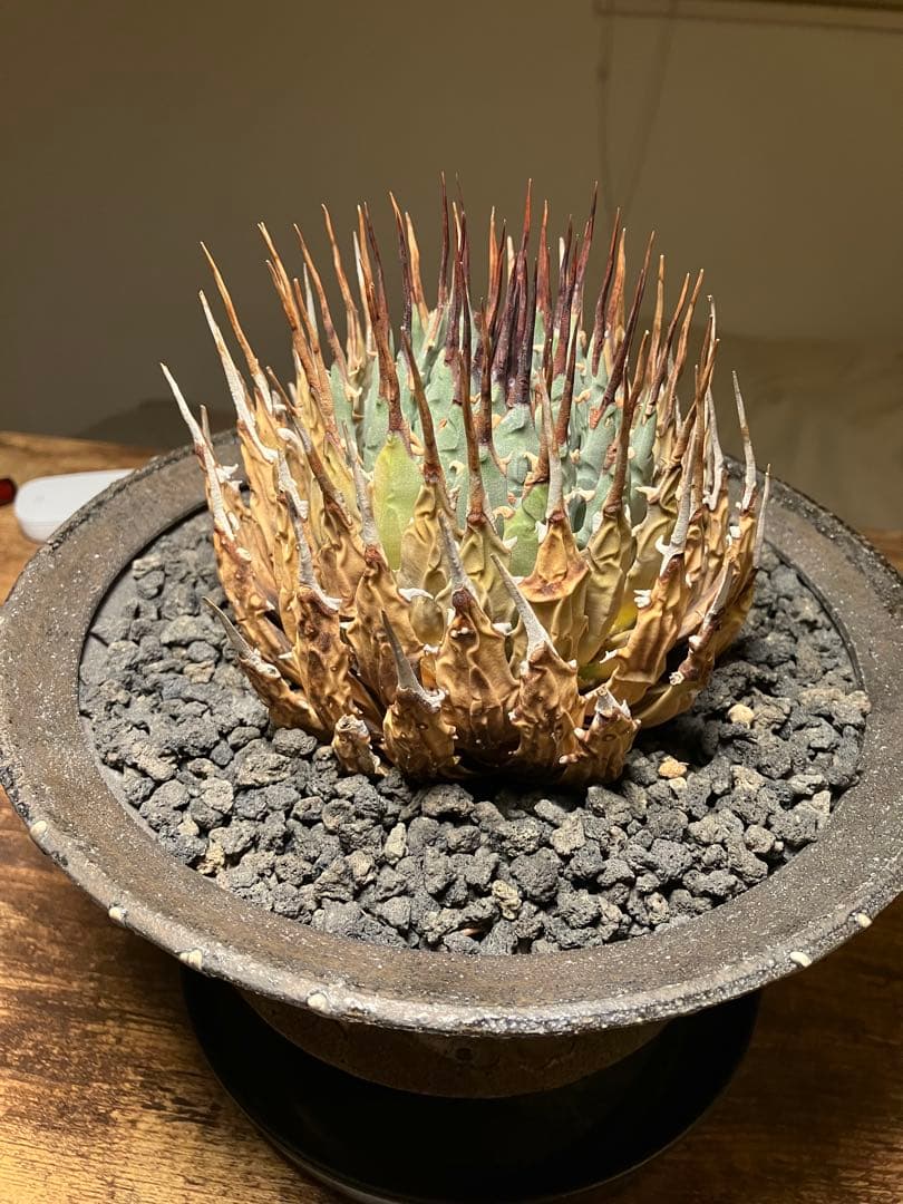 現地球　エボリスピナ【訳あり】