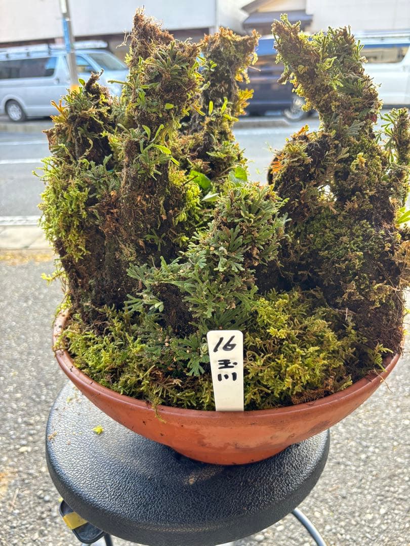 NO１６ イワヒバ(岩松） 30年物 静岡県玉川産 激安の投売り大特価