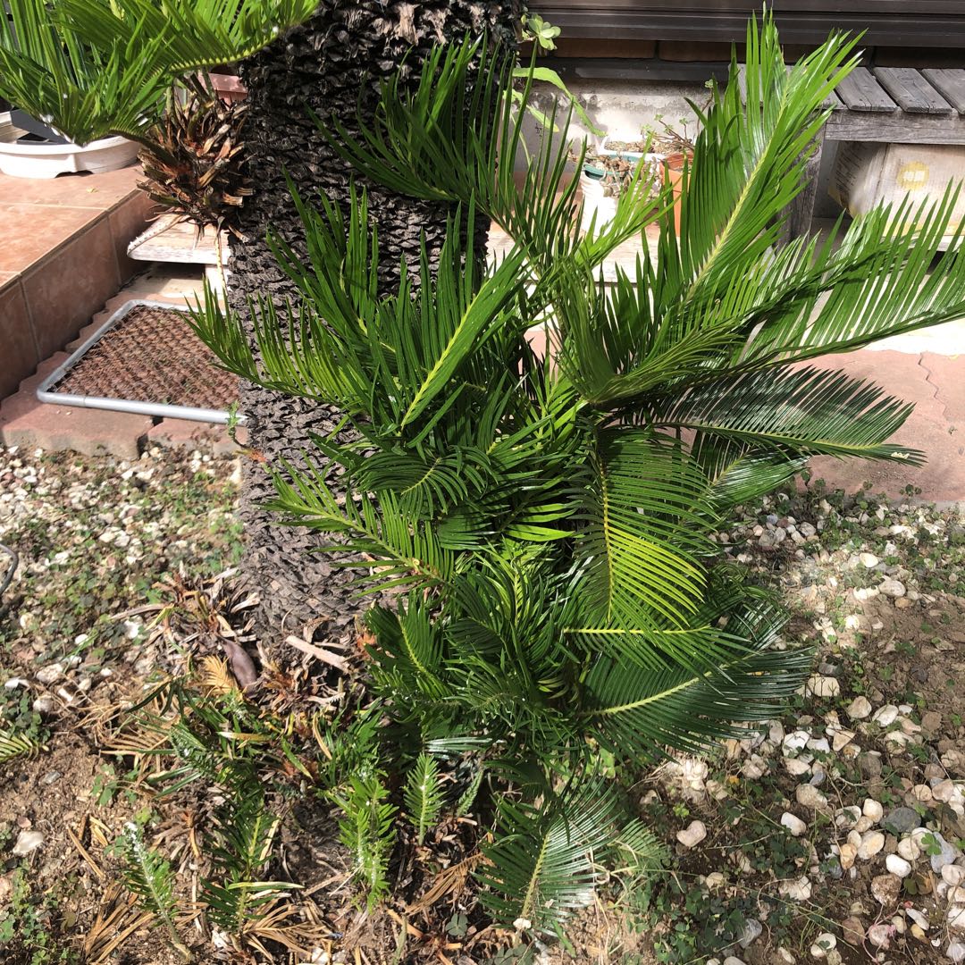 蘇轍　ソテツ　庭木 ガーデニング　地上から葉先までの長さ190㎝　☆早い者勝ち☆