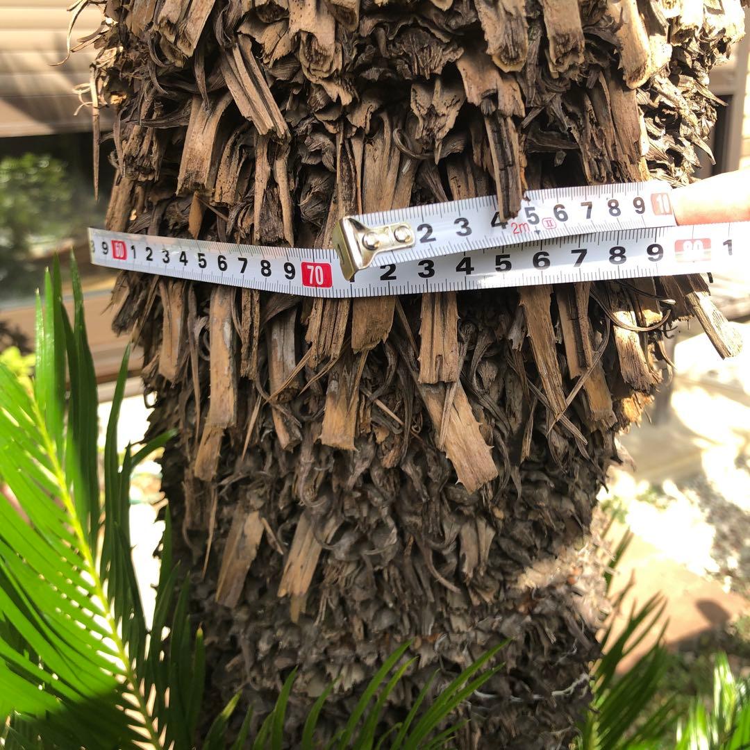 蘇轍　ソテツ　庭木 ガーデニング　地上から葉先までの長さ190㎝　☆早い者勝ち☆