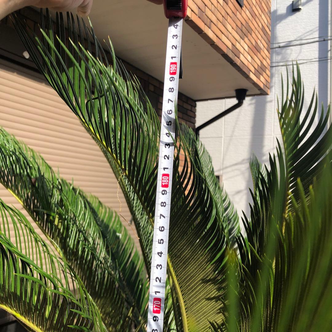 蘇轍　ソテツ　庭木 ガーデニング　地上から葉先までの長さ190㎝　☆早い者勝ち☆