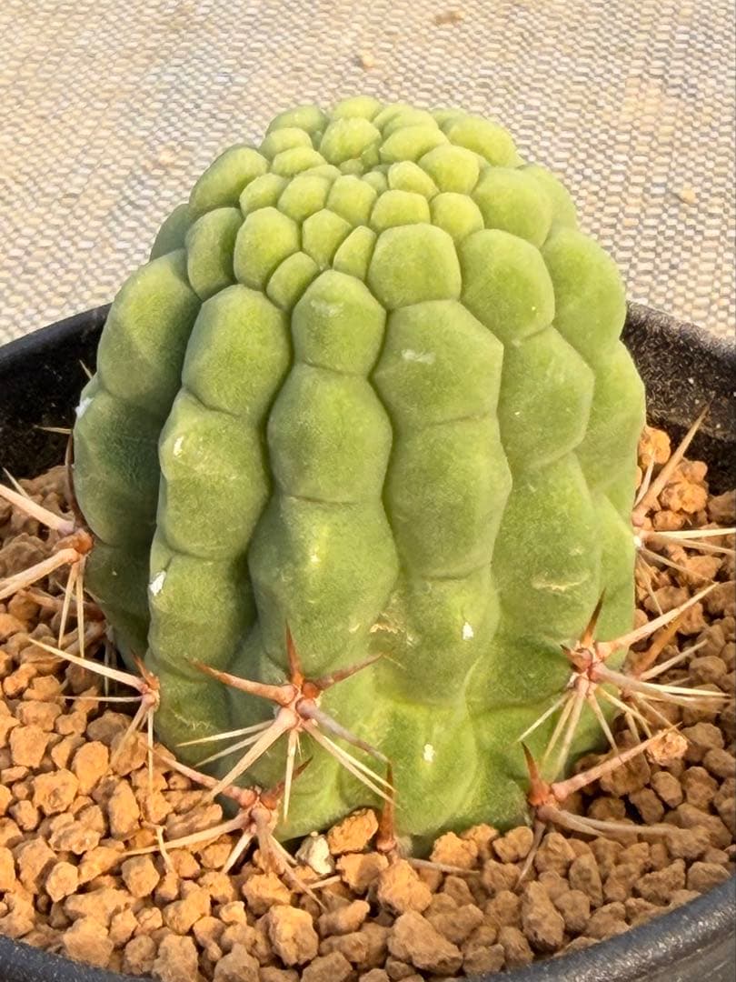 トリコケレウス 羅漢丸　希少種　カキコ