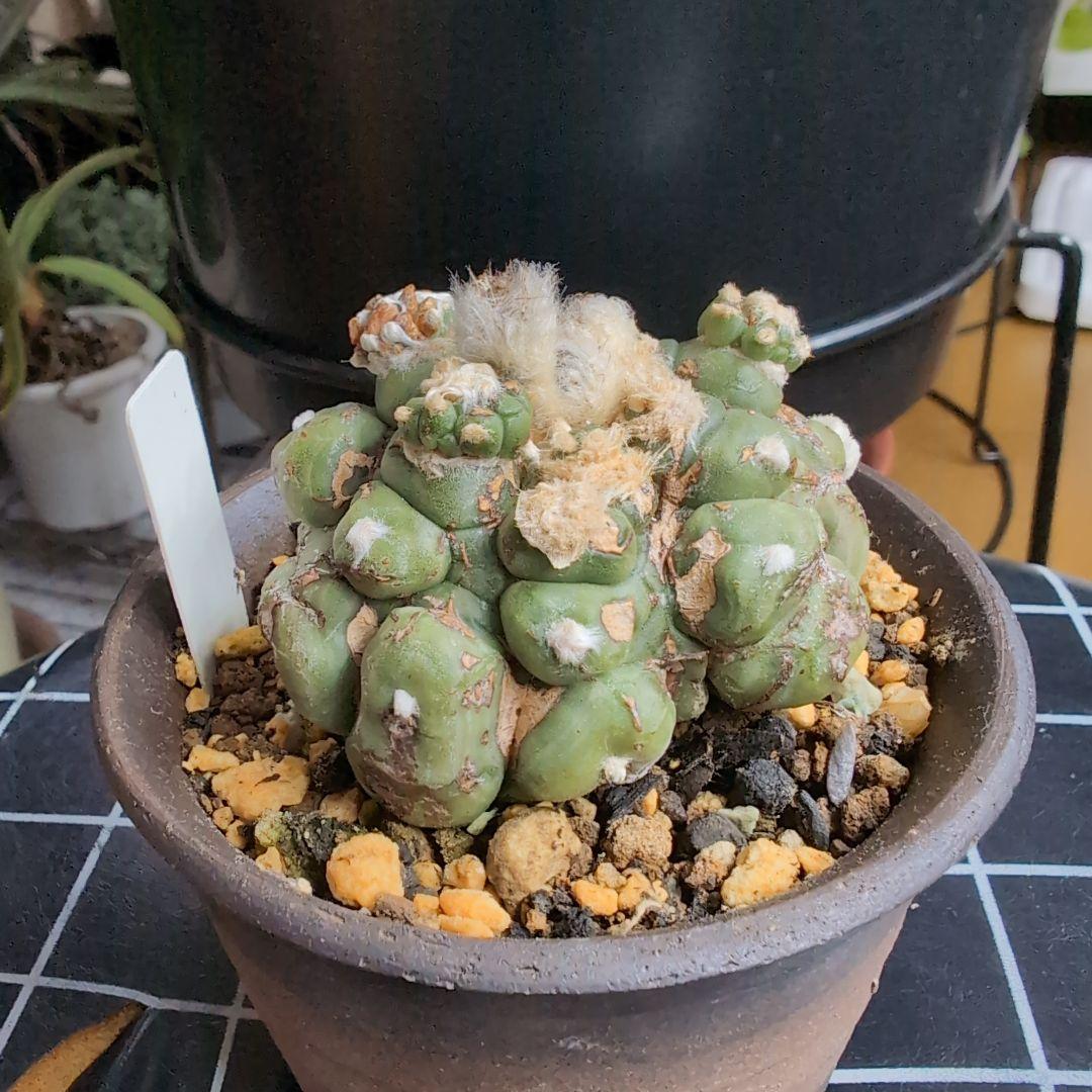 国内実生苗　アストロフィツム　悟空兜　亀甲兜/スーパー兜/ランポー玉/般若/兜丸