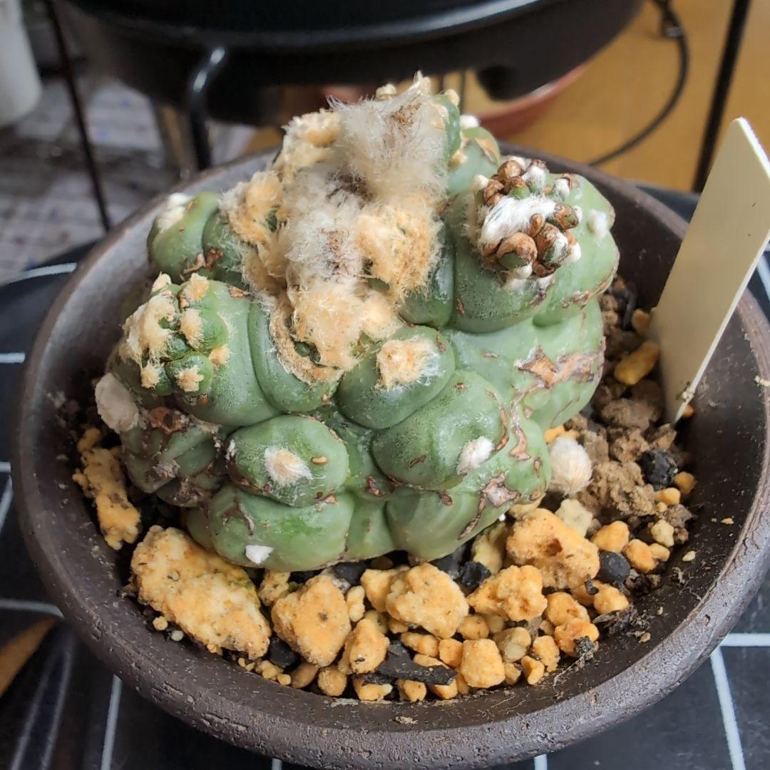 国内実生苗　アストロフィツム　悟空兜　亀甲兜/スーパー兜/ランポー玉/般若/兜丸