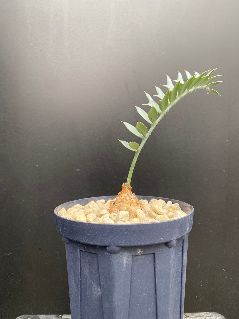 【南ア産・発根済】エンセファラルトス・ホリダス 約4cm｜No4-16