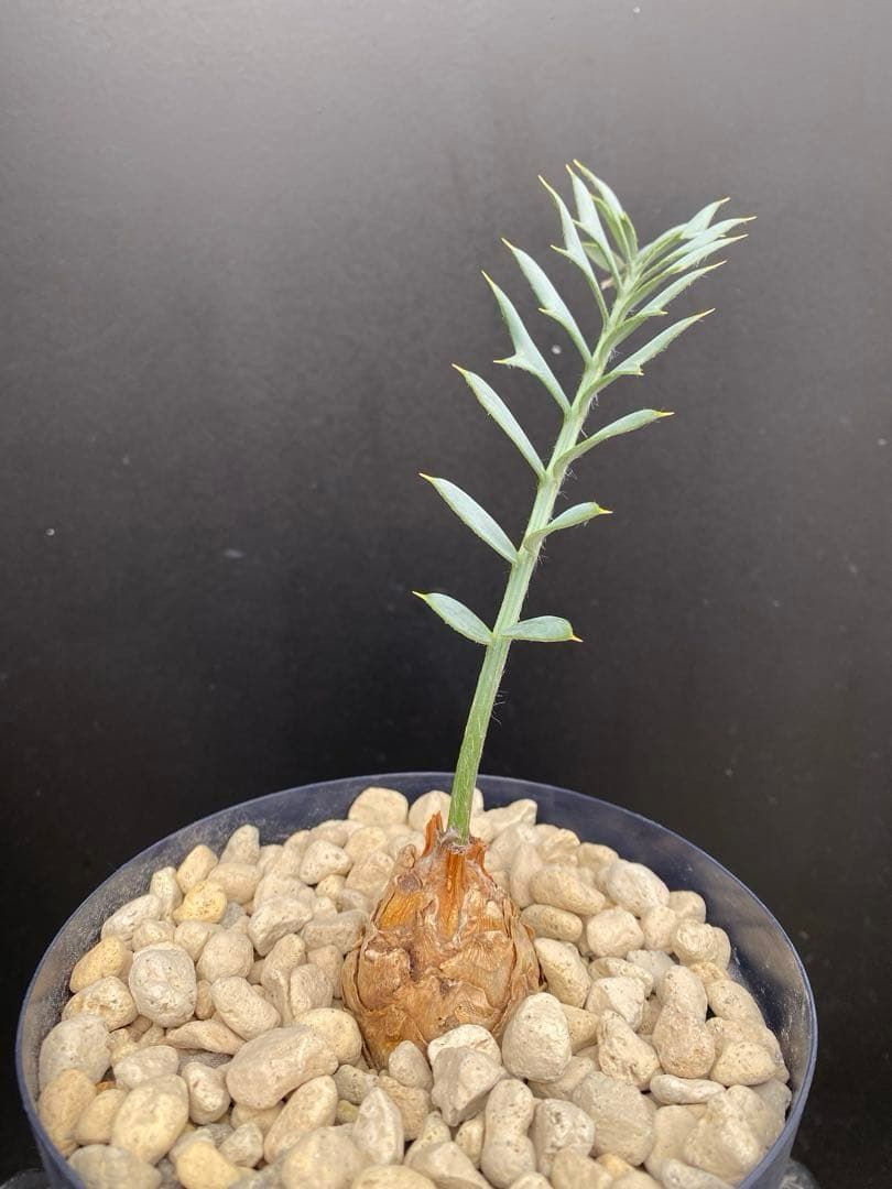 【南ア産・発根済】エンセファラルトス・ホリダス 約4cm｜No4-16