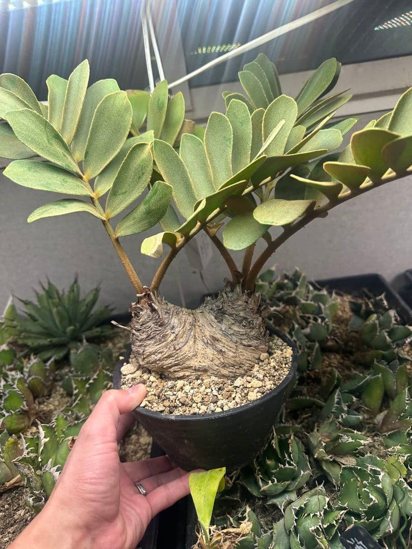 【サボテン_ザミヤ】 メキシコ蘇鉄 ザミヤ 現地球 ダブルヘッド 1