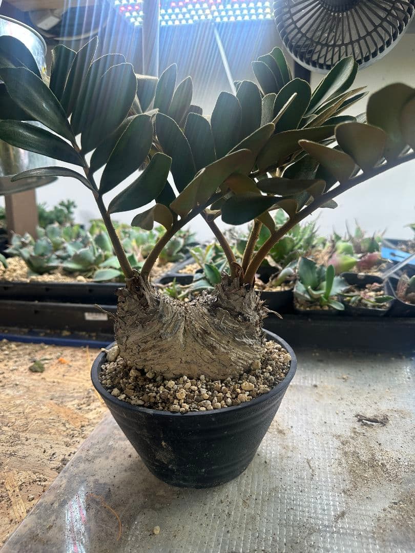 【サボテン_ザミヤ】 メキシコ蘇鉄 ザミヤ 現地球 ダブルヘッド 1