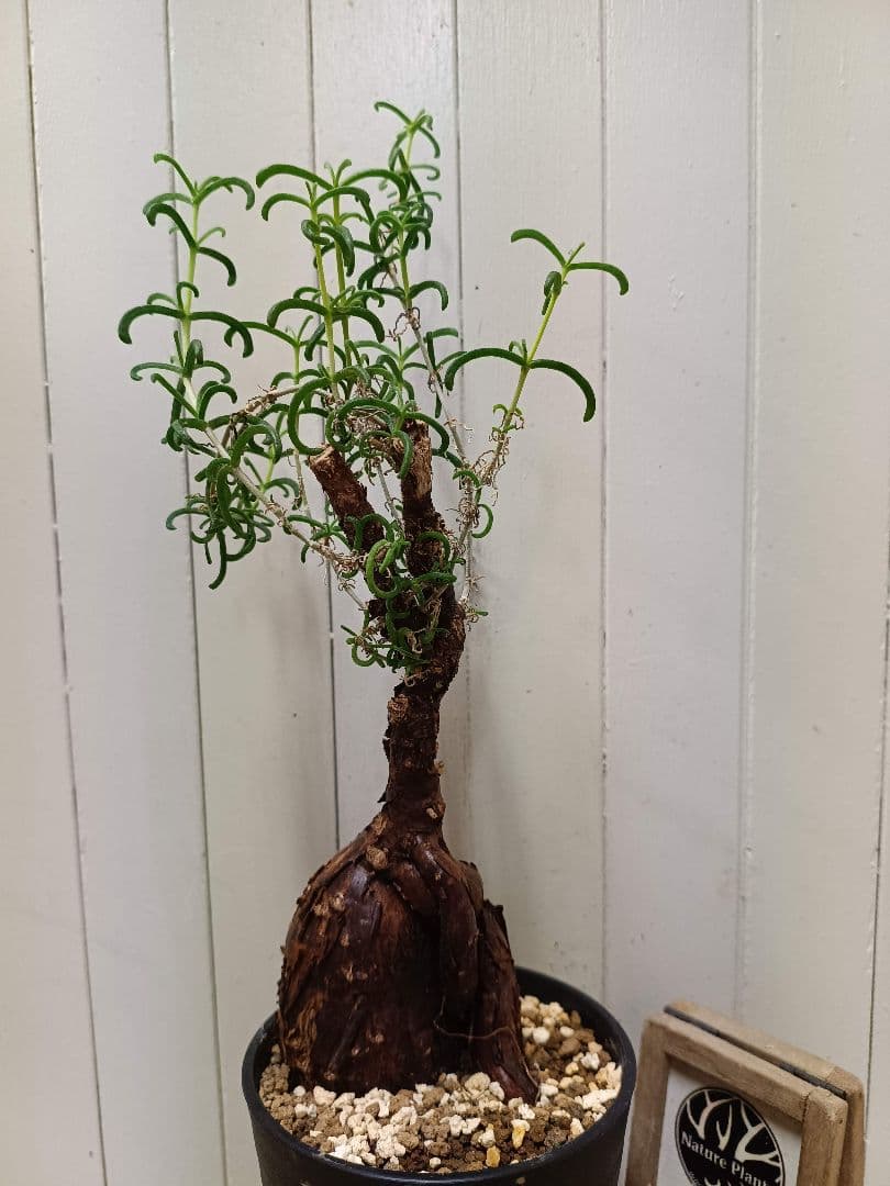 L073 超希少種発根済み メストクレマ ツベローサム 養生株