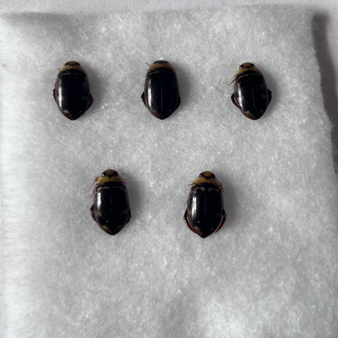 リュウキュウオオイチモンジシマゲンゴロウ　15匹（西表10、石垣5）