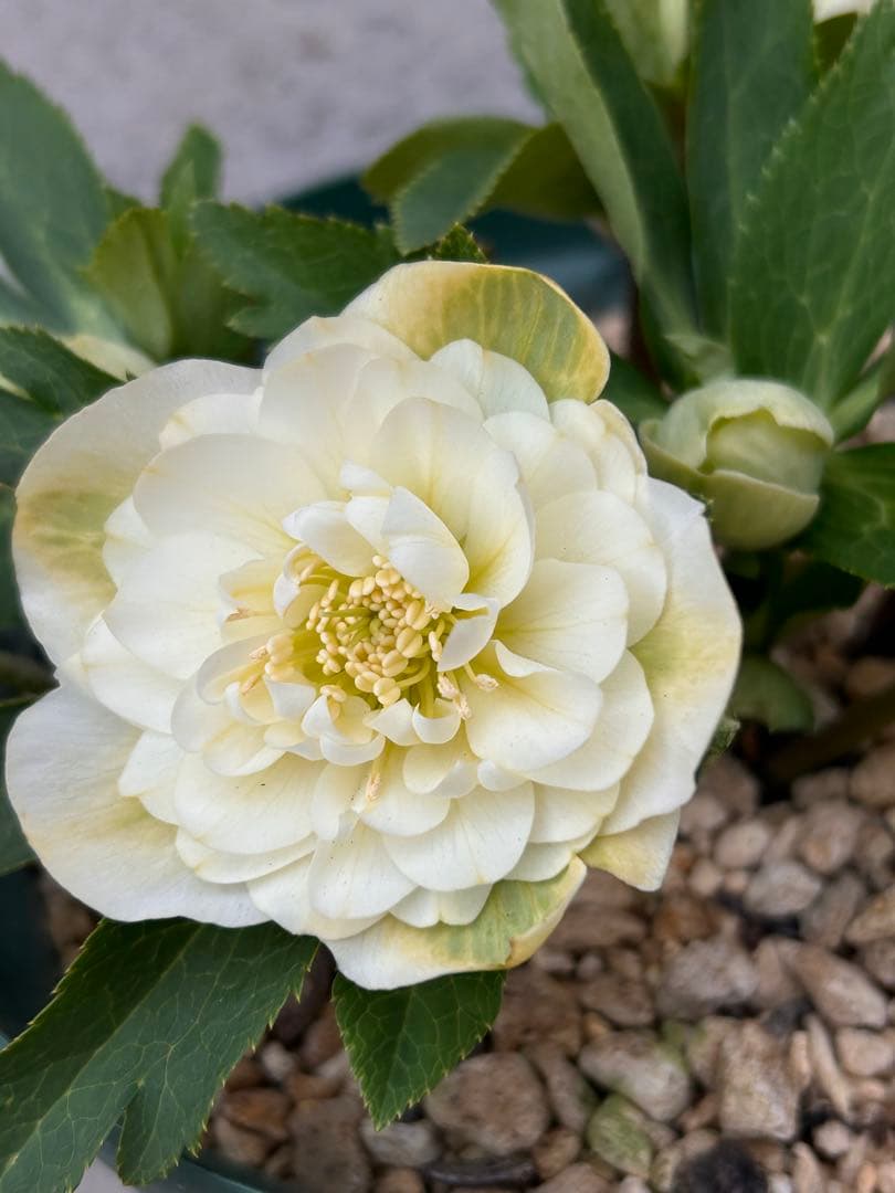 多弁系ホワイトバイカラー　加藤農園　クリスマスローズ