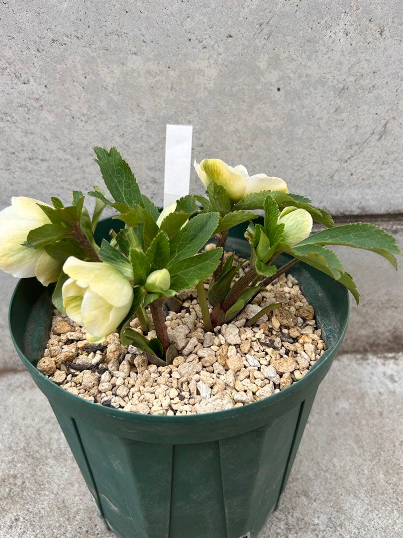 多弁系ホワイトバイカラー　加藤農園　クリスマスローズ