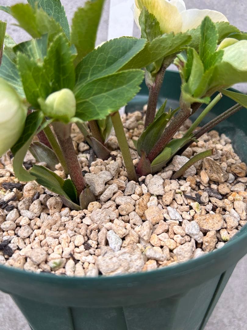 多弁系ホワイトバイカラー　加藤農園　クリスマスローズ