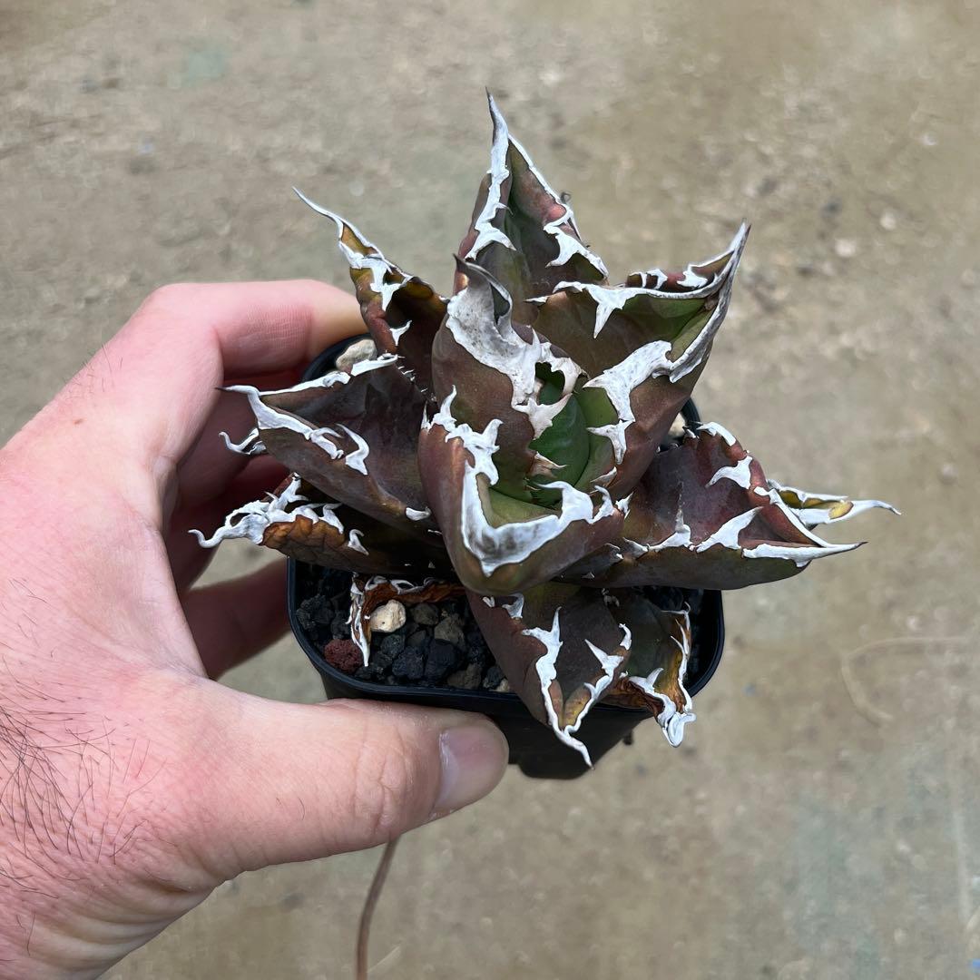 アガベ チタノタ　白火焔　活着済