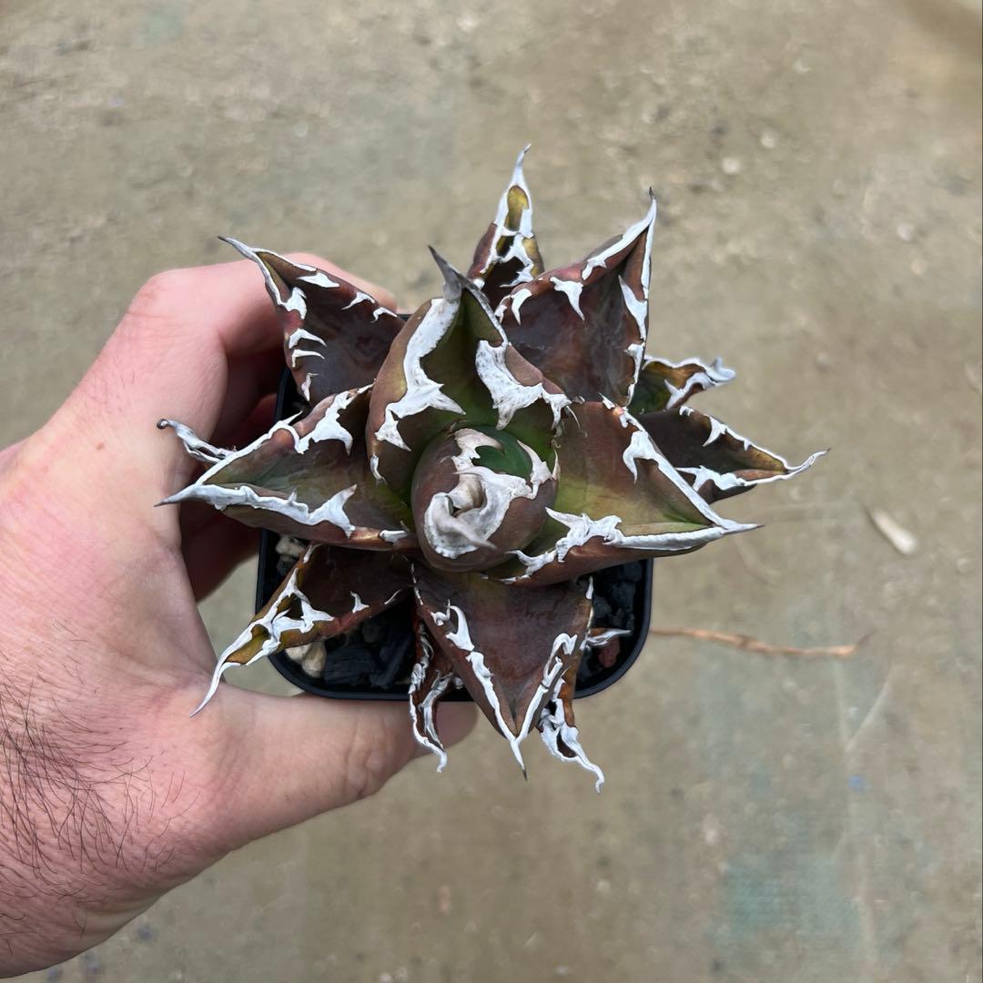 アガベ チタノタ　白火焔　活着済