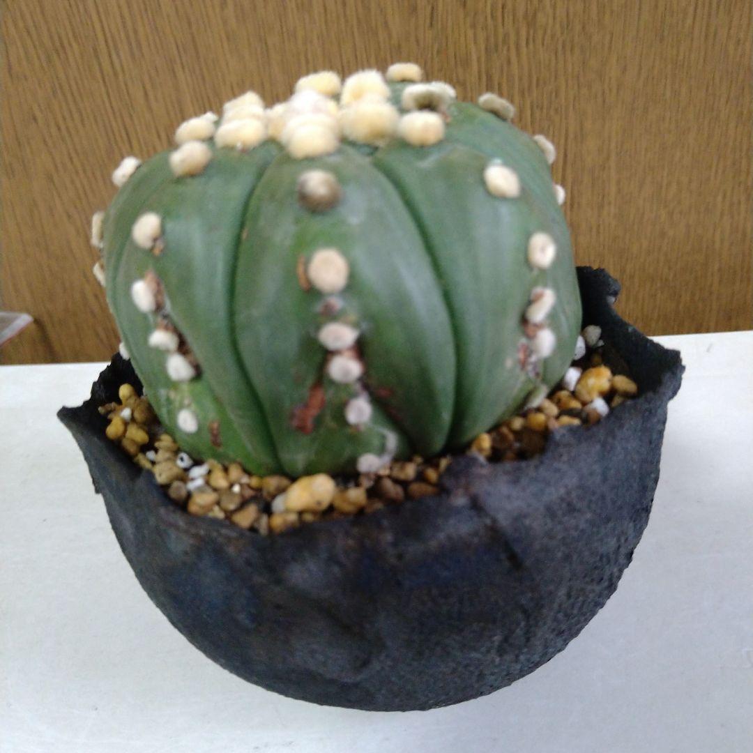 △アストロフィツム 王冠瑠璃兜✕たけろうポット5400