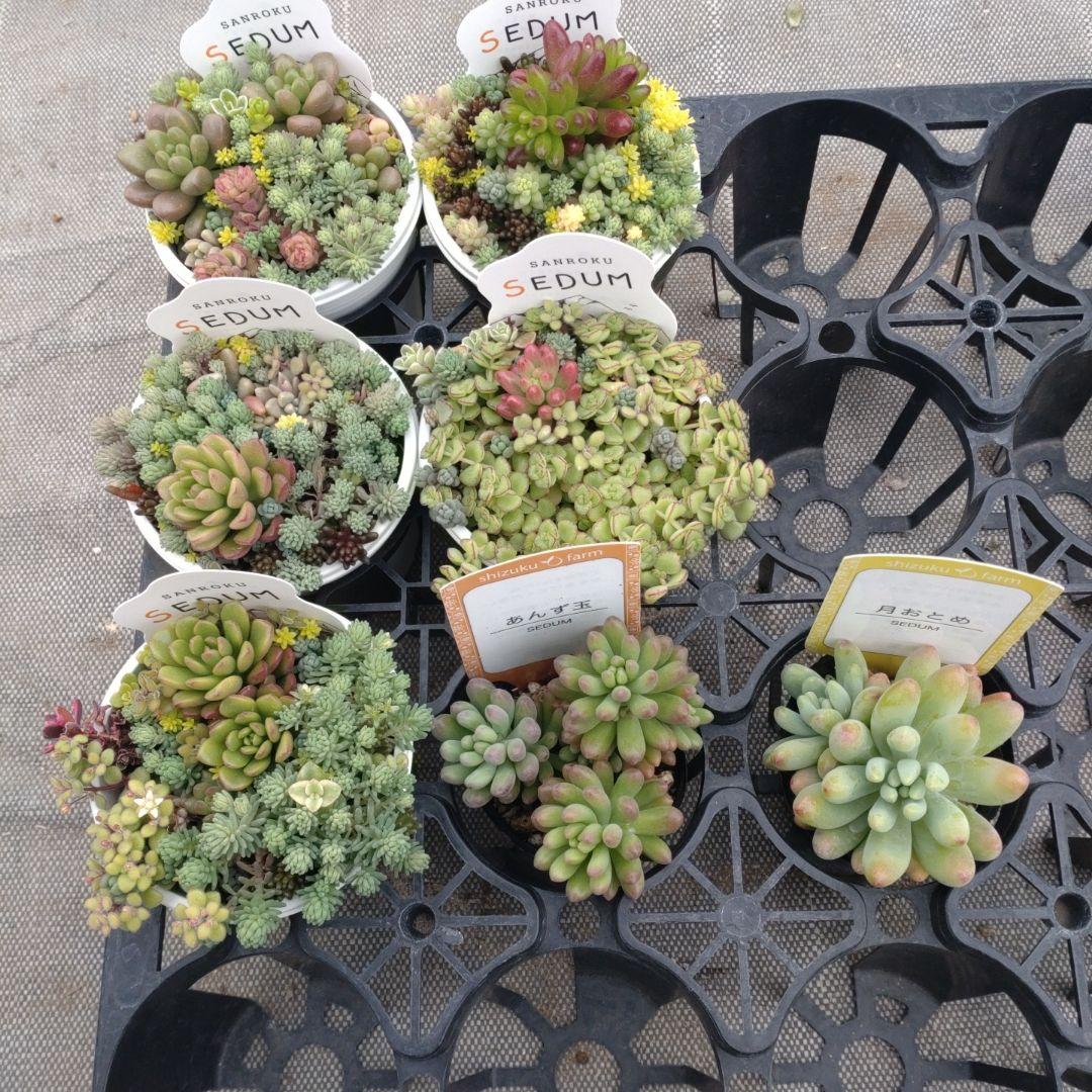 追加検討中 junkojamさん専用