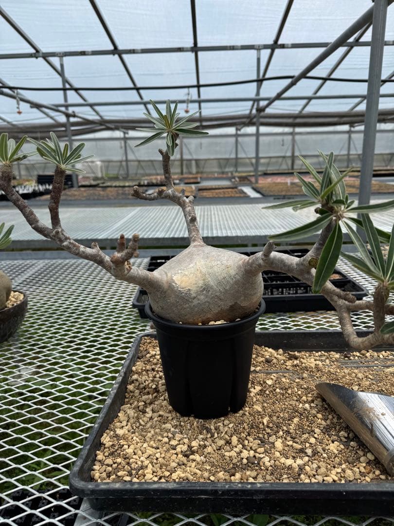 パキボディウムグラキリス現地球