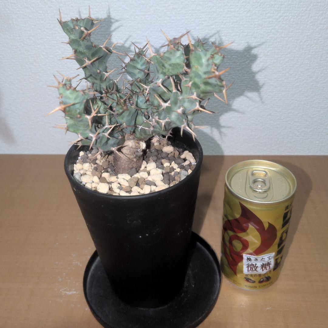 ユーフォルビア　クラビゲラ　実生株 （鉢付き)