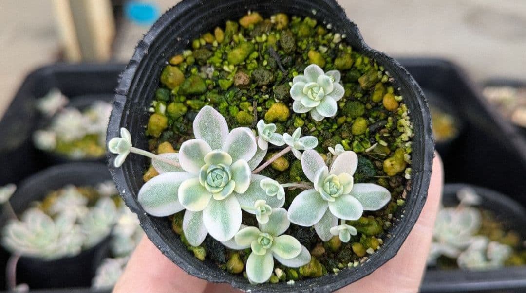 間もなく締め切り〆子持ち蓮華錦 鏡花 抜き苗 多肉植物