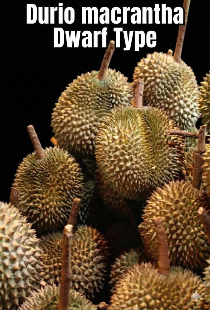 ドリアンレア品種苗 Durio macrantha Dwarf Type DD2