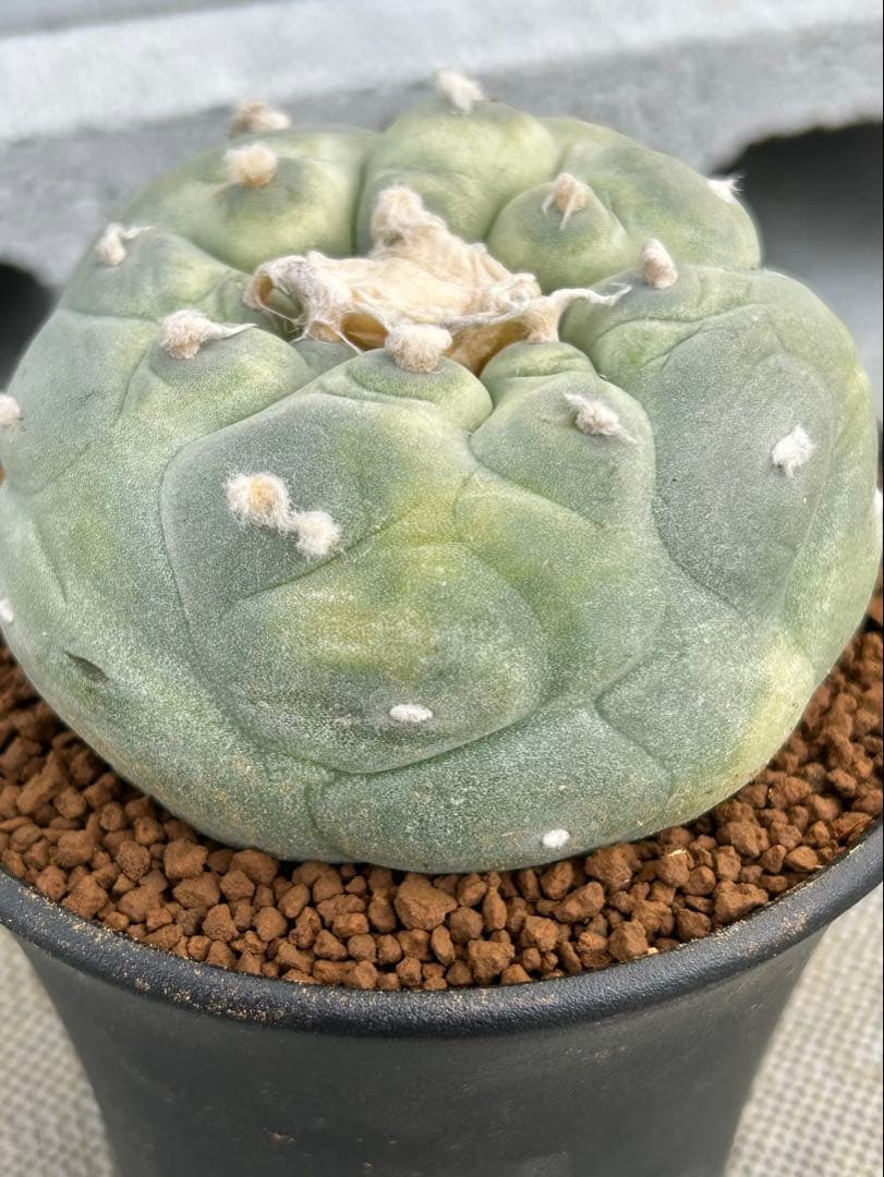 ロフォフォラ　疣銀冠玉錦　美株