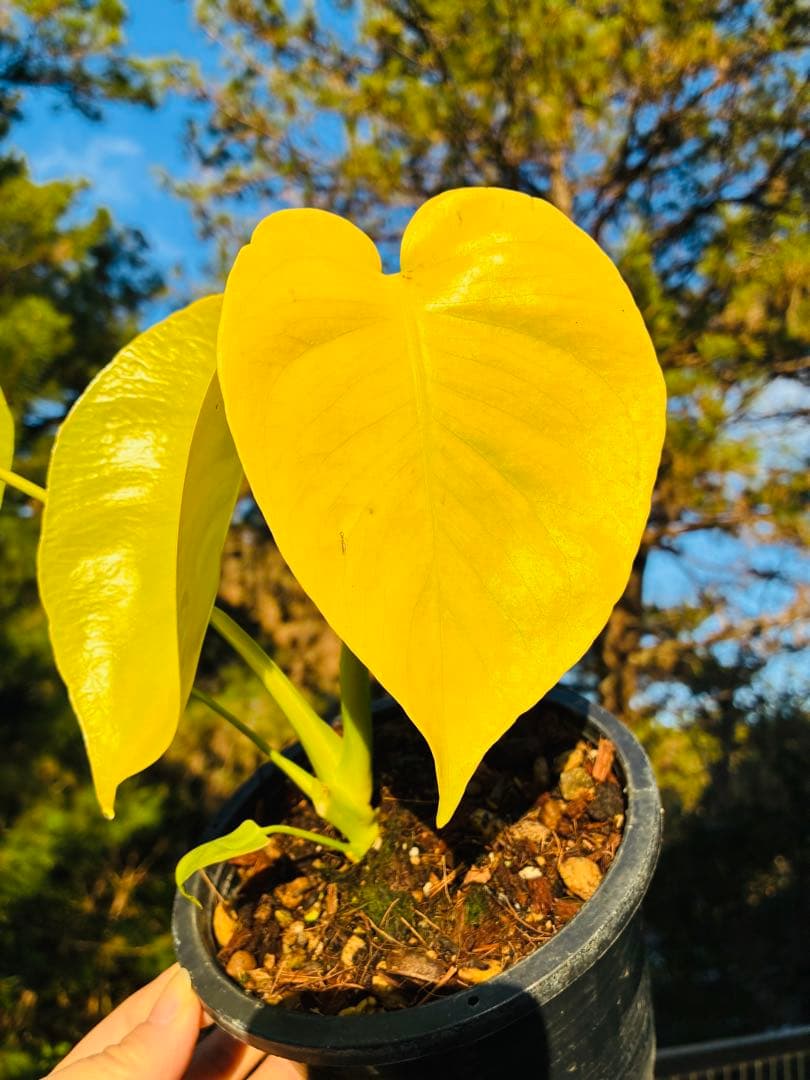 モンステラ　デリシオーサ ‘Triple Yellow’ 新種　黄金葉