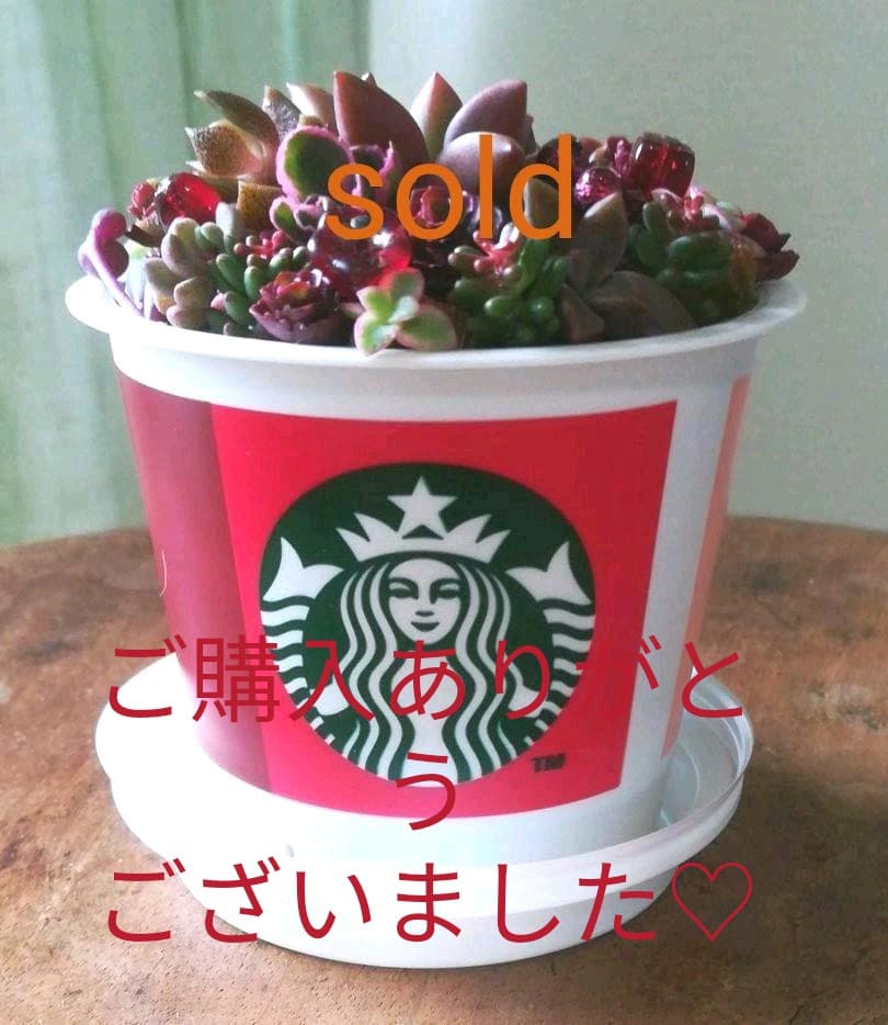 SOLD♡　多肉寄植え　みちみち多肉ミニガーデン　rouge in スタバ