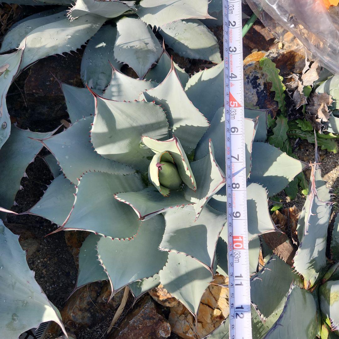 パリートランカータ