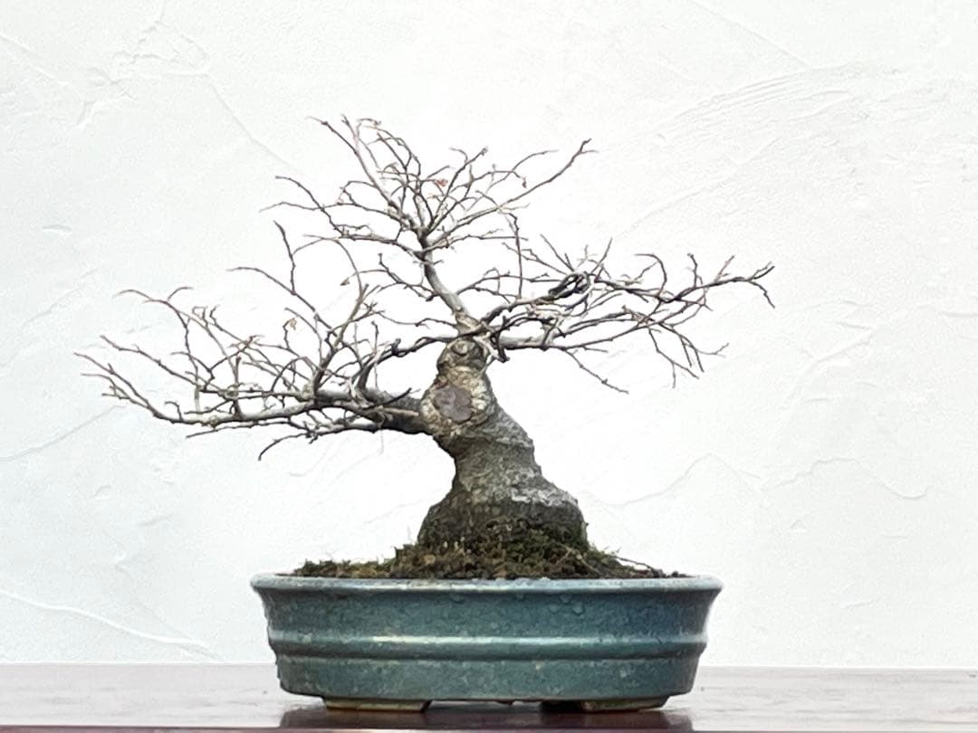 三河盆栽　エノキ　盆栽