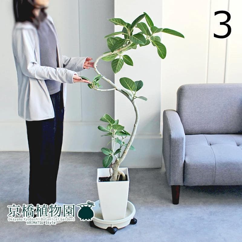 【現品】フィカス・ベンガレンシス　曲がり　8号　白角鉢　（3）