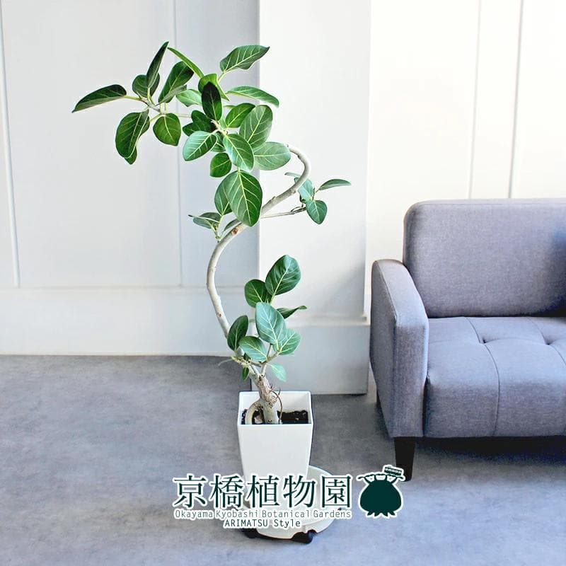 【現品】フィカス・ベンガレンシス　曲がり　8号　白角鉢　（3）