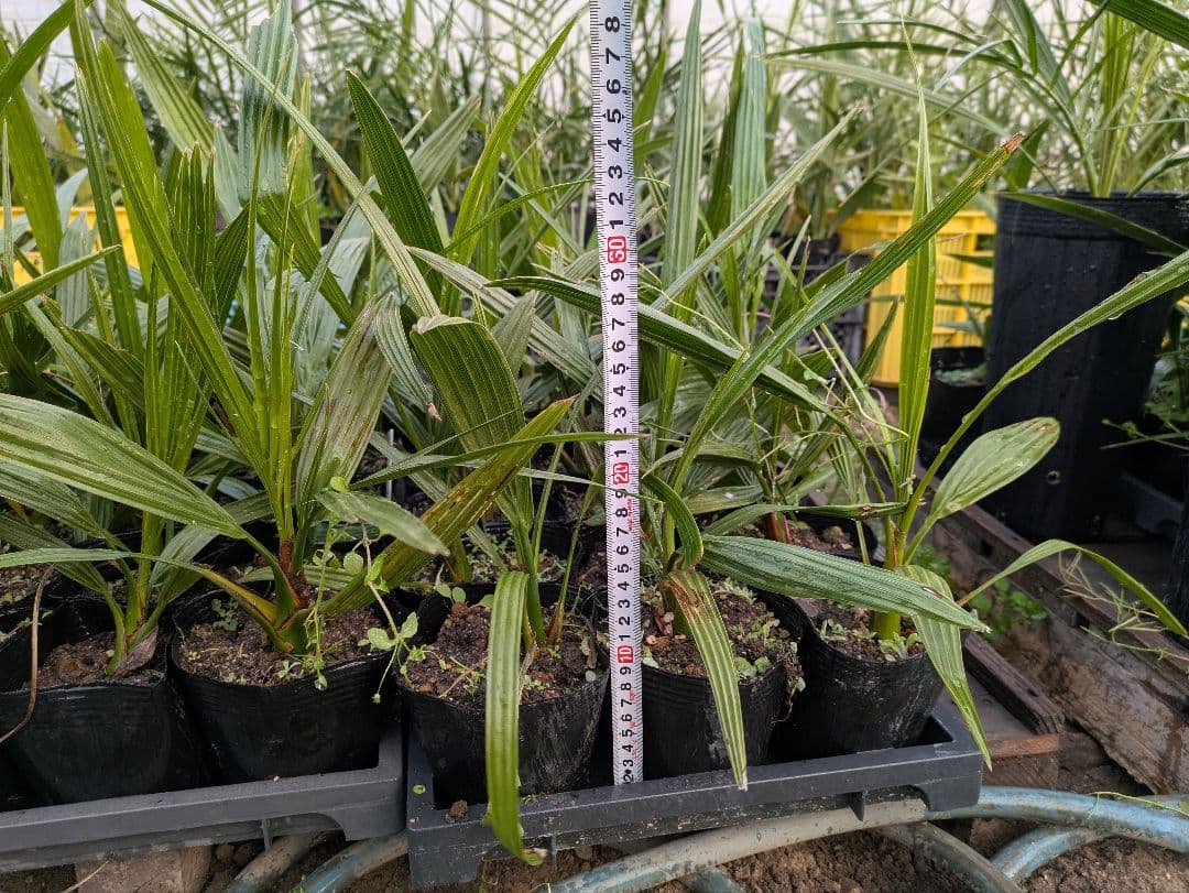 なるべく元気なのだけ選びました。カナリーヤシ50株