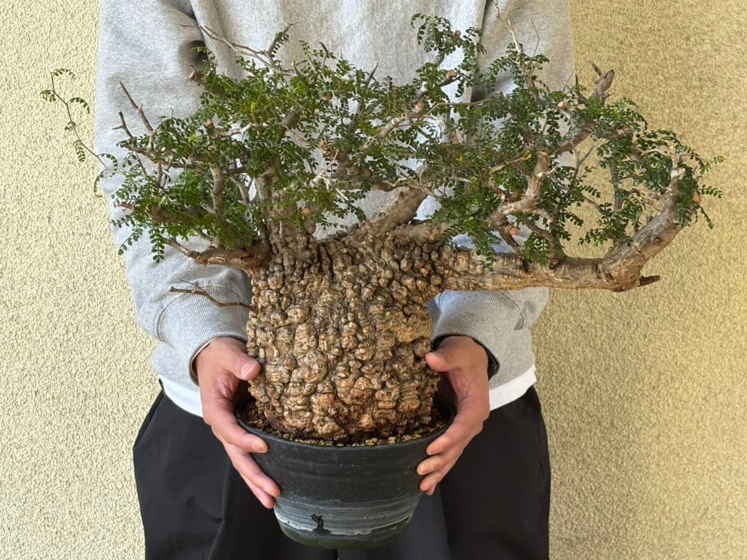 週末SALE。オペルクリカリア　パキプス【御神木】【発根済】