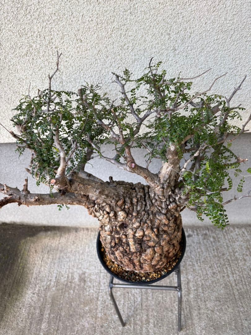 週末SALE。オペルクリカリア　パキプス【御神木】【発根済】