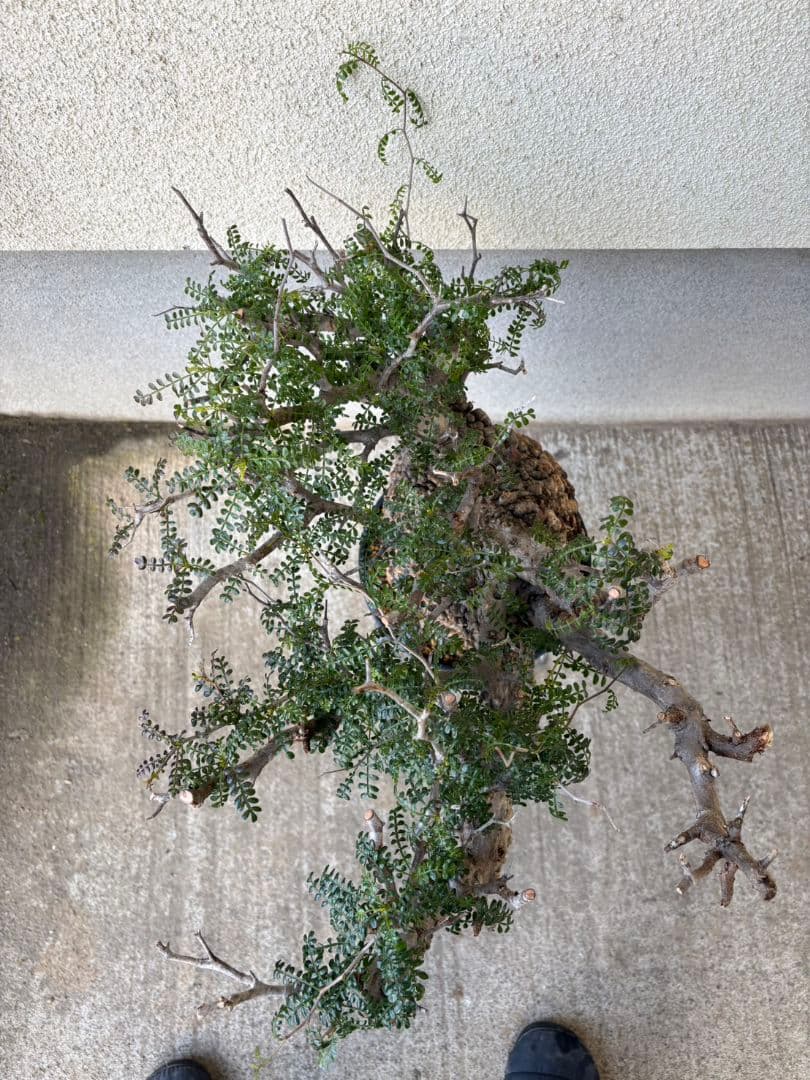 週末SALE。オペルクリカリア　パキプス【御神木】【発根済】