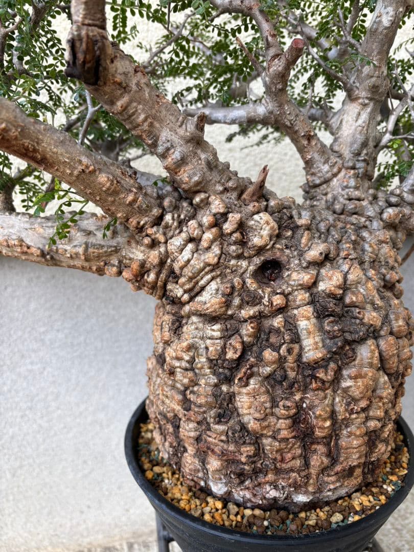 週末SALE。オペルクリカリア　パキプス【御神木】【発根済】