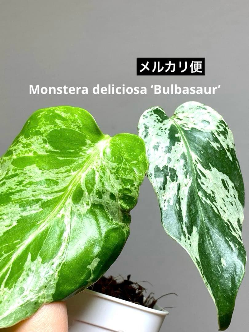 b【美株‼️】モンステラ　デリシオーサ　バルバソー　フシギダネ/ベトシオーサ　希少
