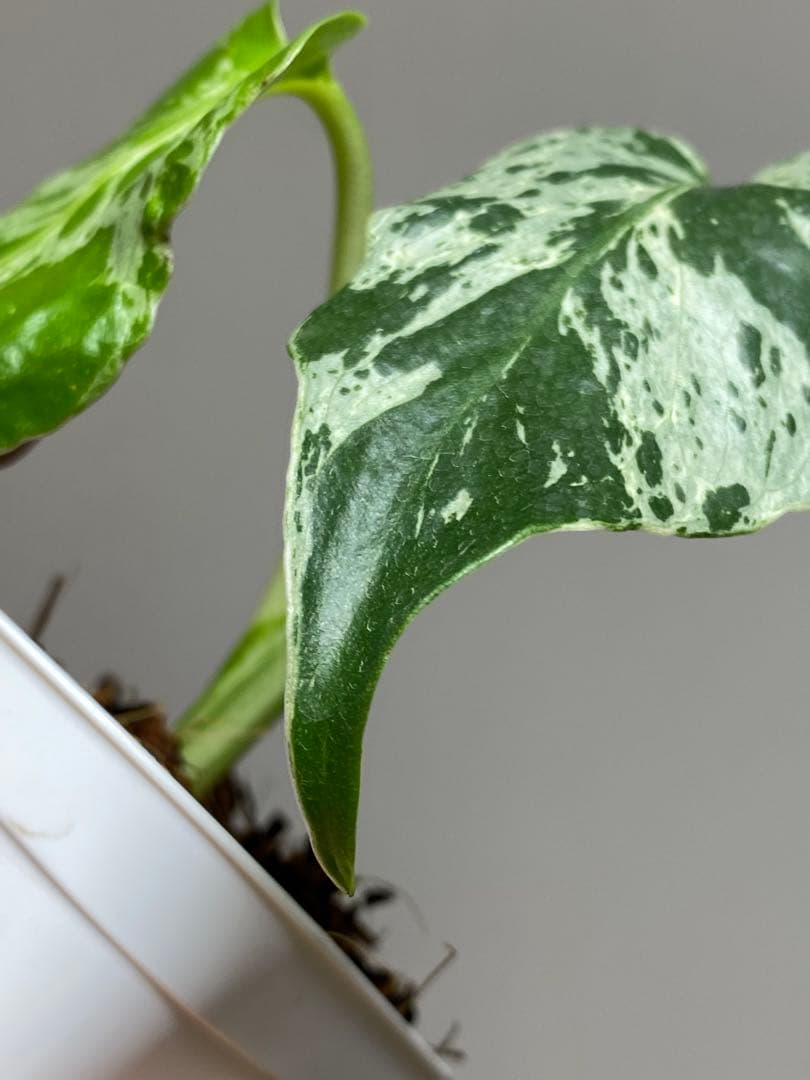 b【美株‼️】モンステラ　デリシオーサ　バルバソー　フシギダネ/ベトシオーサ　希少