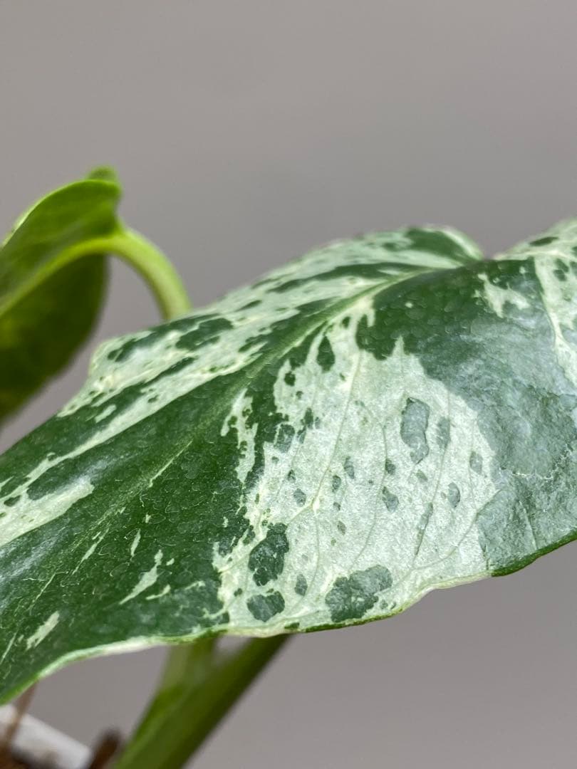 b【美株‼️】モンステラ　デリシオーサ　バルバソー　フシギダネ/ベトシオーサ　希少