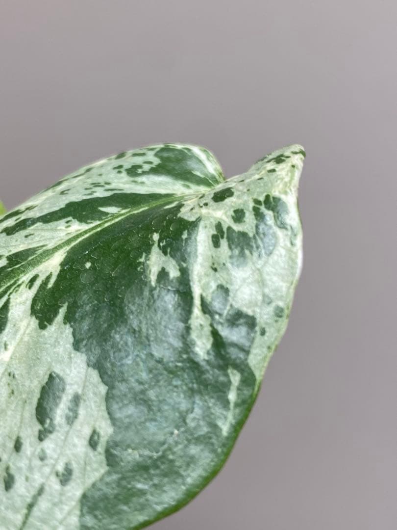 b【美株‼️】モンステラ　デリシオーサ　バルバソー　フシギダネ/ベトシオーサ　希少