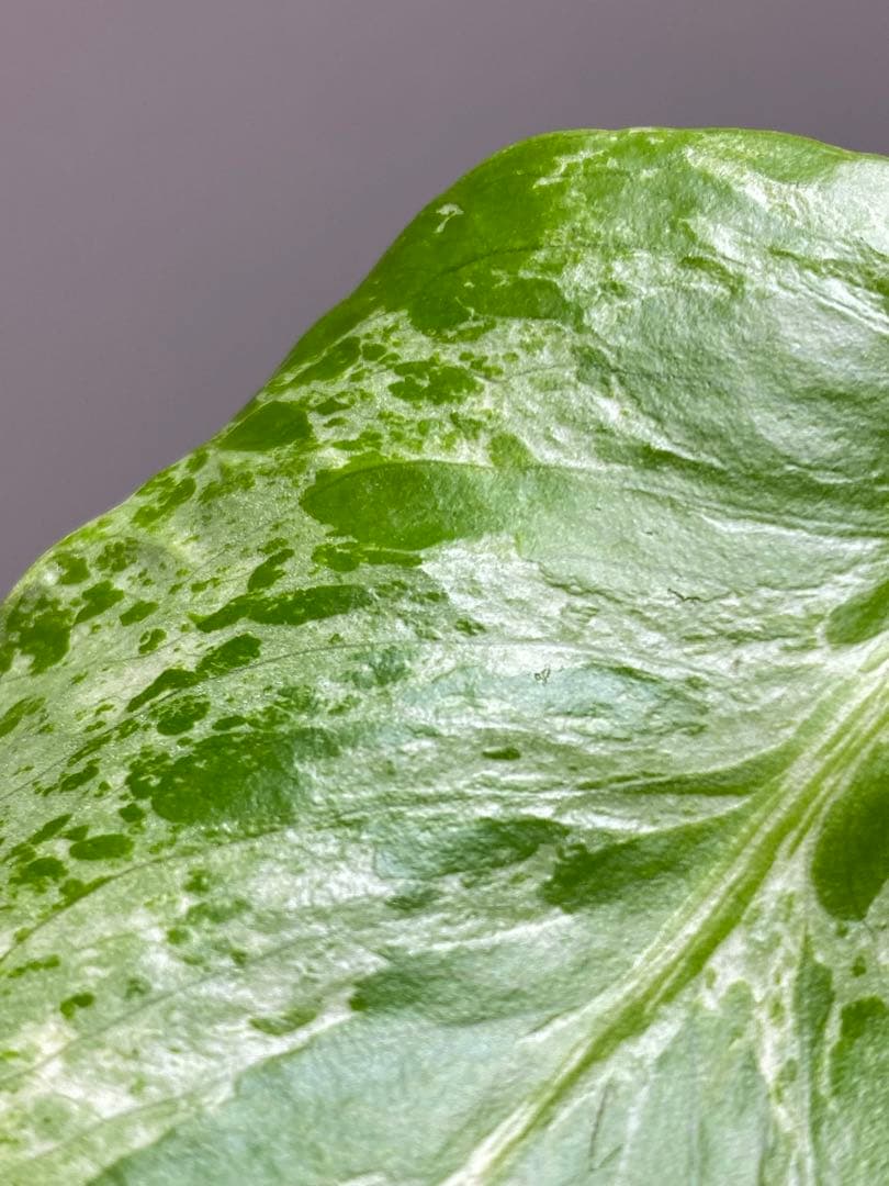 b【美株‼️】モンステラ　デリシオーサ　バルバソー　フシギダネ/ベトシオーサ　希少