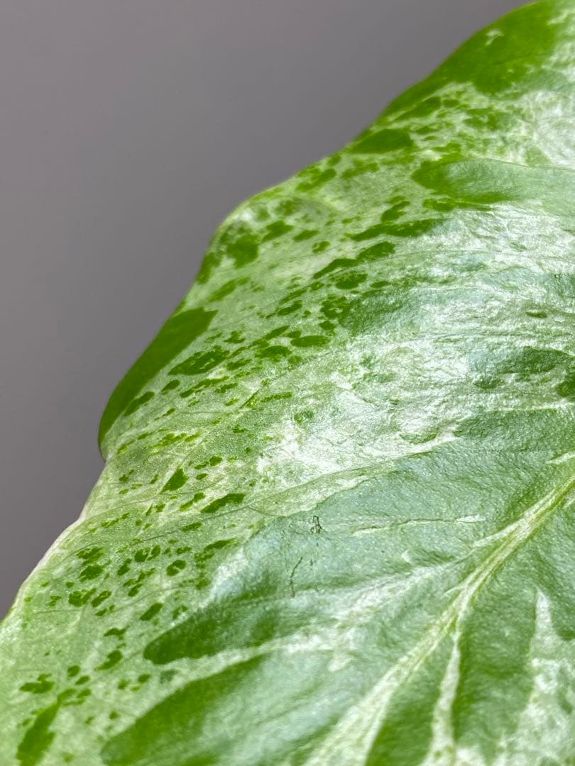 b【美株‼️】モンステラ　デリシオーサ　バルバソー　フシギダネ/ベトシオーサ　希少