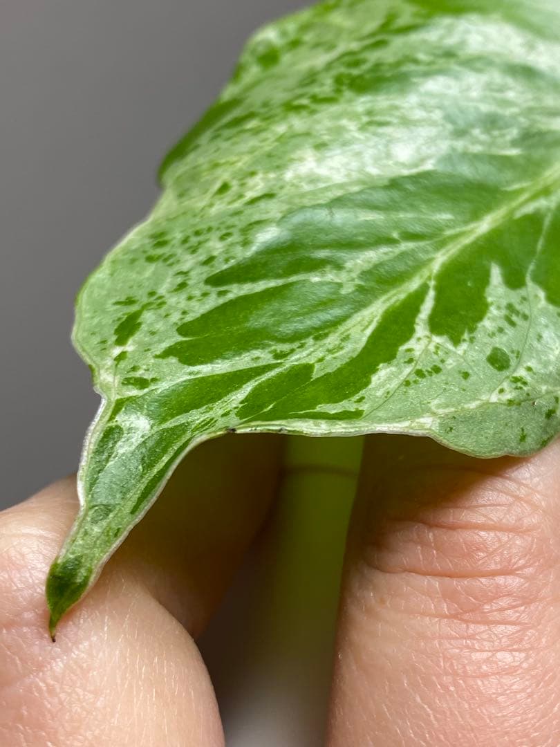 b【美株‼️】モンステラ　デリシオーサ　バルバソー　フシギダネ/ベトシオーサ　希少