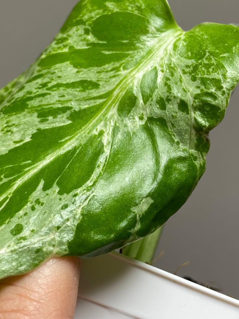 b【美株‼️】モンステラ　デリシオーサ　バルバソー　フシギダネ/ベトシオーサ　希少