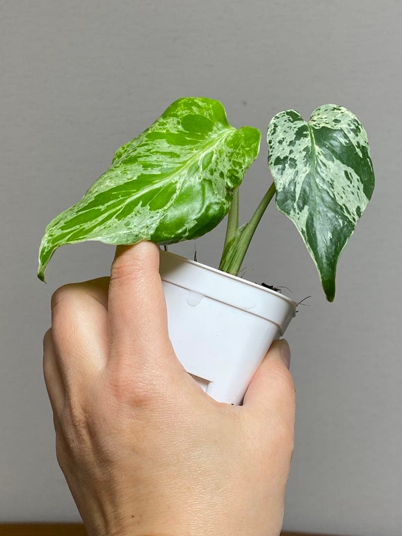 b【美株‼️】モンステラ　デリシオーサ　バルバソー　フシギダネ/ベトシオーサ　希少