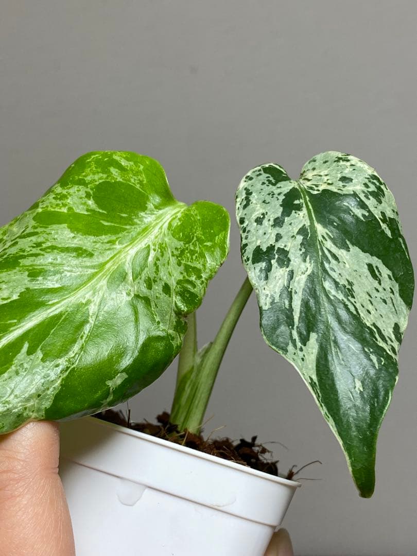 b【美株‼️】モンステラ　デリシオーサ　バルバソー　フシギダネ/ベトシオーサ　希少
